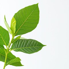 Fototapeta premium Exploring green leaves botanical wonders nature plant photography close-up vibrant greenery