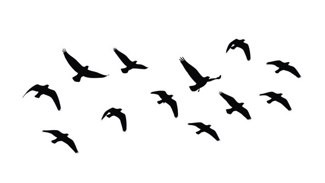 Flock of birds flying in formation on white background