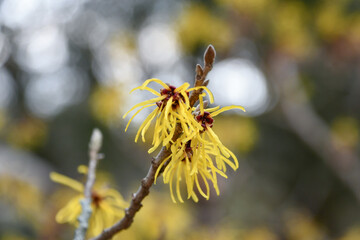 シナマンサク　Chinese witch hazel