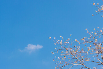 冬の青空とナンキンハゼの木の白い実09