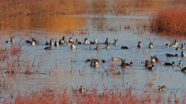 Pintail Ducks feed, bathe, and flap their wings in autumn in Bosque del Apache National Wildlife Refuge, Part 1 of 3 in sequence