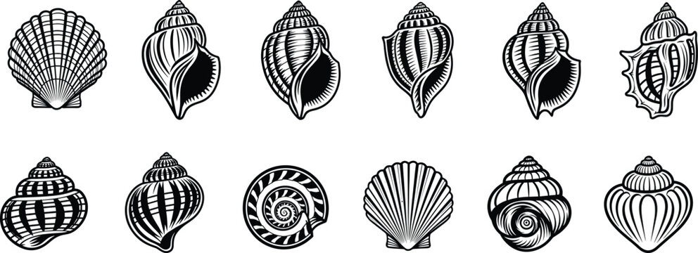Vintage seashell illustration set featuring detailed marine shells and conch silhouettes, black and white hand drawn ocean shell vector collection