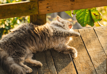 Relaxing gray cat stretches and yawns in the warm sunlight on a wooden deck in nature