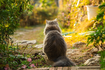 Fluffy grey cat sits looking out at the yard surrounded by the natural beauty of the garden