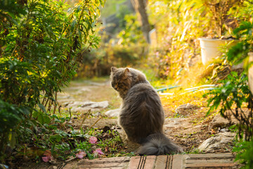 Fluffy cat enjoys the outdoor scenery sitting on a brick path surrounded by greenery