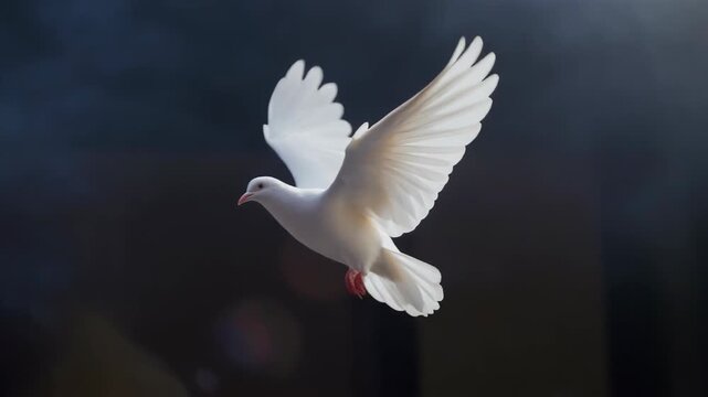 White dove with outstretched wings on a dark background in flight
