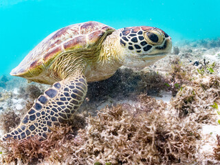 アマモを食べている。 アオウミガメ, Green Turtle, Green Sea Turtle, Chelonia mydas,...