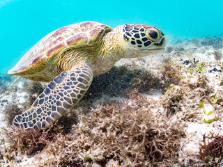 Fototapeta premium アマモを食べている。 アオウミガメ, Green Turtle, Green Sea Turtle, Chelonia mydas, ウミガメ科, 阿嘉島前浜ビーチ 沖縄県島尻郡慶良間諸島-2025 沖縄本島から40km西方にある諸島。 大小30以上の島々からなる島嶼群は全体が国立公園に指定されている。 珊瑚礁の海、白い砂浜、緑の山地は世界屈指の美しさ。 多くの貴重な動植物が生息している。 