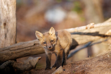 Young Red Fox Kit Standing in Forest