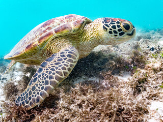 Fototapeta premium アマモを食べている。 アオウミガメ, Green Turtle, Green Sea Turtle, Chelonia mydas, ウミガメ科, 阿嘉島前浜ビーチ 沖縄県島尻郡慶良間諸島-2025 沖縄本島から40km西方にある諸島。 大小30以上の島々からなる島嶼群は全体が国立公園に指定されている。 珊瑚礁の海、白い砂浜、緑の山地は世界屈指の美しさ。 多くの貴重な動植物が生息している。 