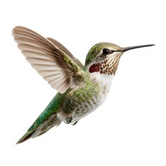 Naklejka premium Hummingbird mid-flight with wings blurred naturally, isolated on white background, 16:9.