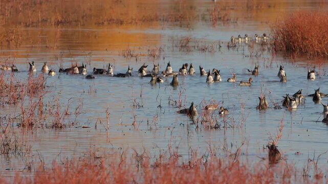 Pintail Ducks feed, bathe, and flap their wings in autumn in Bosque del Apache National Wildlife Refuge, Part 2 of 3 in sequence