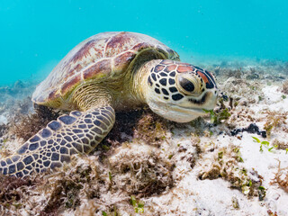 Obraz premium アマモを食べている。 アオウミガメ, Green Turtle, Green Sea Turtle, Chelonia mydas, ウミガメ科, 阿嘉島前浜ビーチ 沖縄県島尻郡慶良間諸島-2025 沖縄本島から40km西方にある諸島。 大小30以上の島々からなる島嶼群は全体が国立公園に指定されている。 珊瑚礁の海、白い砂浜、緑の山地は世界屈指の美しさ。 多くの貴重な動植物が生息している。 