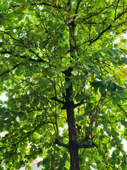 Dense green canopy viewed from beneath tall tree. Sunlit leaves forming lush forest canopy overhead. Vibrant green foliage spreading across towering branches
