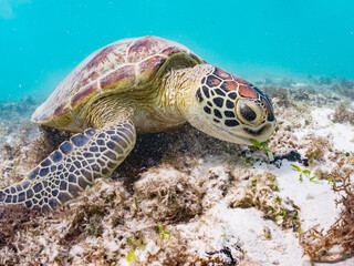 アマモを食べている。
アオウミガメ, Green Turtle, Green Sea Turtle, Chelonia mydas, ウミガメ科,
阿嘉島前浜ビーチ
沖縄県島尻郡慶良間諸島-2025
沖縄本島から40km西方にある諸島。
大小30以上の島々からなる島嶼群は全体が国立公園に指定されている。
珊瑚礁の海、白い砂浜、緑の山地は世界屈指の美しさ。
多くの貴重な動植物が生息している。
