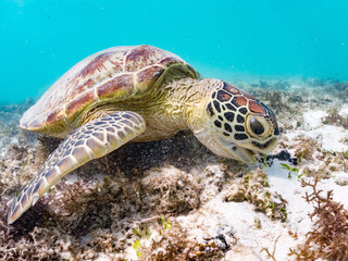 Obraz premium アマモを食べている。 アオウミガメ, Green Turtle, Green Sea Turtle, Chelonia mydas, ウミガメ科, 阿嘉島前浜ビーチ 沖縄県島尻郡慶良間諸島-2025 沖縄本島から40km西方にある諸島。 大小30以上の島々からなる島嶼群は全体が国立公園に指定されている。 珊瑚礁の海、白い砂浜、緑の山地は世界屈指の美しさ。 多くの貴重な動植物が生息している。 