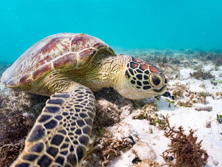アマモを食べている。
アオウミガメ, Green Turtle, Green Sea Turtle, Chelonia mydas,...