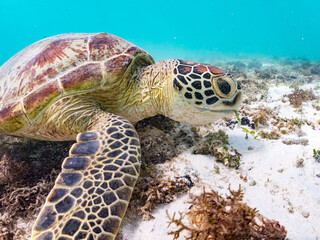 Obraz premium アマモを食べている。 アオウミガメ, Green Turtle, Green Sea Turtle, Chelonia mydas, ウミガメ科, 阿嘉島前浜ビーチ 沖縄県島尻郡慶良間諸島-2025 沖縄本島から40km西方にある諸島。 大小30以上の島々からなる島嶼群は全体が国立公園に指定されている。 珊瑚礁の海、白い砂浜、緑の山地は世界屈指の美しさ。 多くの貴重な動植物が生息している。 