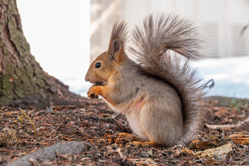 The squirrel with nut sits on tree in the autumn. Eurasian red squirrel, Sciurus vulgaris.