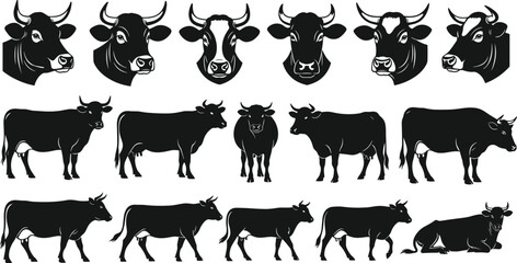 Collection of cow silhouettes and detailed cow head illustrations in various poses, farm animal vector graphics for agriculture, livestock, dairy and ranch design projects