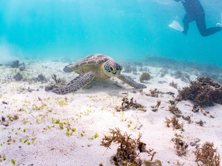 アマモを食べている。
アオウミガメ, Green Turtle, Green Sea Turtle, Chelonia mydas,...