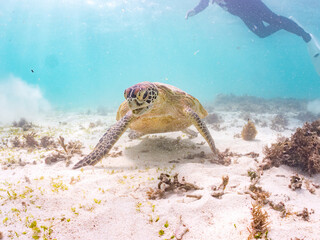 アマモを食べている。
アオウミガメ, Green Turtle, Green Sea Turtle, Chelonia mydas, ウミガメ科,
阿嘉島前浜ビーチ
沖縄県島尻郡慶良間諸島-2025
沖縄本島から40km西方にある諸島。
大小30以上の島々からなる島嶼群は全体が国立公園に指定されている。
珊瑚礁の海、白い砂浜、緑の山地は世界屈指の美しさ。
多くの貴重な動植物が生息している。
