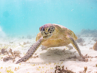 アマモを食べている。
アオウミガメ, Green Turtle, Green Sea Turtle, Chelonia mydas, ウミガメ科,
阿嘉島前浜ビーチ
沖縄県島尻郡慶良間諸島-2025
沖縄本島から40km西方にある諸島。
大小30以上の島々からなる島嶼群は全体が国立公園に指定されている。
珊瑚礁の海、白い砂浜、緑の山地は世界屈指の美しさ。
多くの貴重な動植物が生息している。
