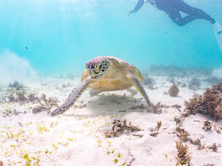 アマモを食べている。
アオウミガメ, Green Turtle, Green Sea Turtle, Chelonia mydas,...