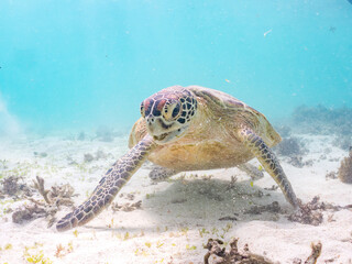 アマモを食べている。
アオウミガメ, Green Turtle, Green Sea Turtle, Chelonia mydas,...