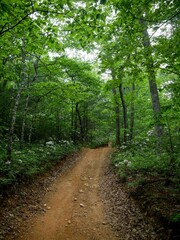 Obraz premium Dirt ATV trail through Virginia OHV trail system in spring time