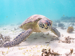 アマモを食べている。
アオウミガメ, Green Turtle, Green Sea Turtle, Chelonia mydas, ウミガメ科,
阿嘉島前浜ビーチ
沖縄県島尻郡慶良間諸島-2025
沖縄本島から40km西方にある諸島。
大小30以上の島々からなる島嶼群は全体が国立公園に指定されている。
珊瑚礁の海、白い砂浜、緑の山地は世界屈指の美しさ。
多くの貴重な動植物が生息している。
