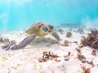 アマモを食べている。
アオウミガメ, Green Turtle, Green Sea Turtle, Chelonia mydas, ウミガメ科,
阿嘉島前浜ビーチ
沖縄県島尻郡慶良間諸島-2025
沖縄本島から40km西方にある諸島。
大小30以上の島々からなる島嶼群は全体が国立公園に指定されている。
珊瑚礁の海、白い砂浜、緑の山地は世界屈指の美しさ。
多くの貴重な動植物が生息している。
