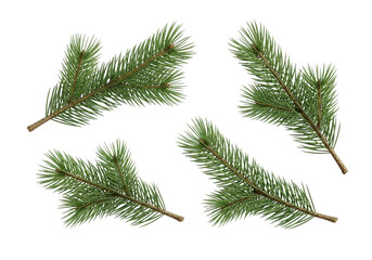 Obraz premium Four realistic pine branches on a black background