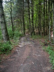 Fototapeta premium Beautiful scene of Appalachian forest of white oak with dirt road and lots of roots