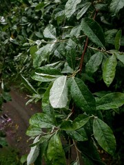 Close up of Dew droplets on dark green rhododendron leaves in Virginia forest