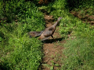 Wild turkey walking across dirt trail aginst green grass in east coast Appalachian forest