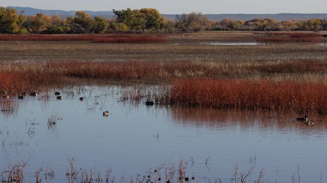 Pintail Ducks in a marsh in autumn at Bosque del Apache National Wildlife Refuge in New Mexico, with sound