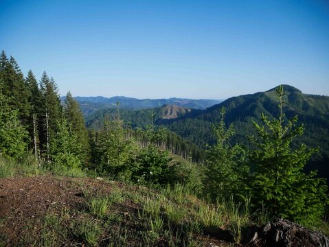 View of high up mountains in Tillamook State Forest in Oregon with pine trees
