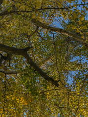 Looking up at a ginkgo tree