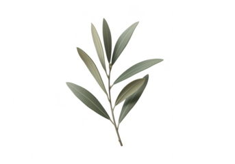 Single olive branch against a stark black background