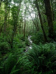 Fototapeta premium Small stream running through ferns and dense forest in Tillamook State Forest mountains in Oregon