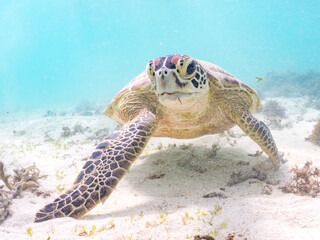アマモを食べている。
アオウミガメ, Green Turtle, Green Sea Turtle, Chelonia mydas, ウミガメ科,
阿嘉島前浜ビーチ
沖縄県島尻郡慶良間諸島-2025
沖縄本島から40km西方にある諸島。
大小30以上の島々からなる島嶼群は全体が国立公園に指定されている。
珊瑚礁の海、白い砂浜、緑の山地は世界屈指の美しさ。
多くの貴重な動植物が生息している。
