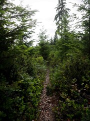 Narrow and overgrown trail through ferns and pine trees in Tayhuya State Forest in western Washington