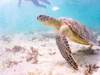 アマモを食べている。
アオウミガメ, Green Turtle, Green Sea Turtle, Chelonia mydas, ウミガメ科,
阿嘉島前浜ビーチ
沖縄県島尻郡慶良間諸島-2025
沖縄本島から40km西方にある諸島。
大小30以上の島々からなる島嶼群は全体が国立公園に指定されている。
珊瑚礁の海、白い砂浜、緑の山地は世界屈指の美しさ。
多くの貴重な動植物が生息している。
