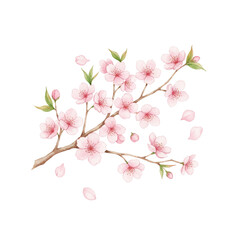 cherry blossom branch