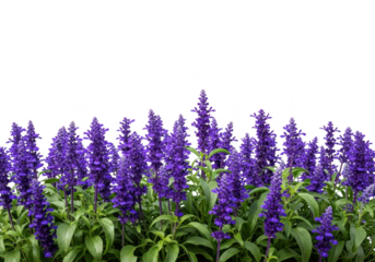 Vibrant purple salvia flowers against a dark background
