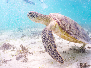 アマモを食べている。
アオウミガメ, Green Turtle, Green Sea Turtle, Chelonia mydas,...