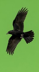 Obraz premium Dark feathered bird with fully extended wings soars against a bright green background