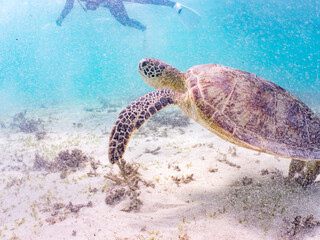 アマモを食べている。
アオウミガメ, Green Turtle, Green Sea Turtle, Chelonia mydas, ウミガメ科,
阿嘉島前浜ビーチ
沖縄県島尻郡慶良間諸島-2025
沖縄本島から40km西方にある諸島。
大小30以上の島々からなる島嶼群は全体が国立公園に指定されている。
珊瑚礁の海、白い砂浜、緑の山地は世界屈指の美しさ。
多くの貴重な動植物が生息している。
