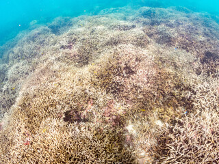 デバスズメダイ, Blue green damselfish, Chromis viridis, Blue green chromis, スズメダイ科,
ミスジリュウキュウスズメダイ, Whitetail dascyllus, Dascyllus aruanus, スズメダイ科,
阿嘉島前浜ビーチ
沖縄県島尻郡慶良間諸島-2025
沖縄本島から40km西方にある諸島。
大小30以上の島々からなる島